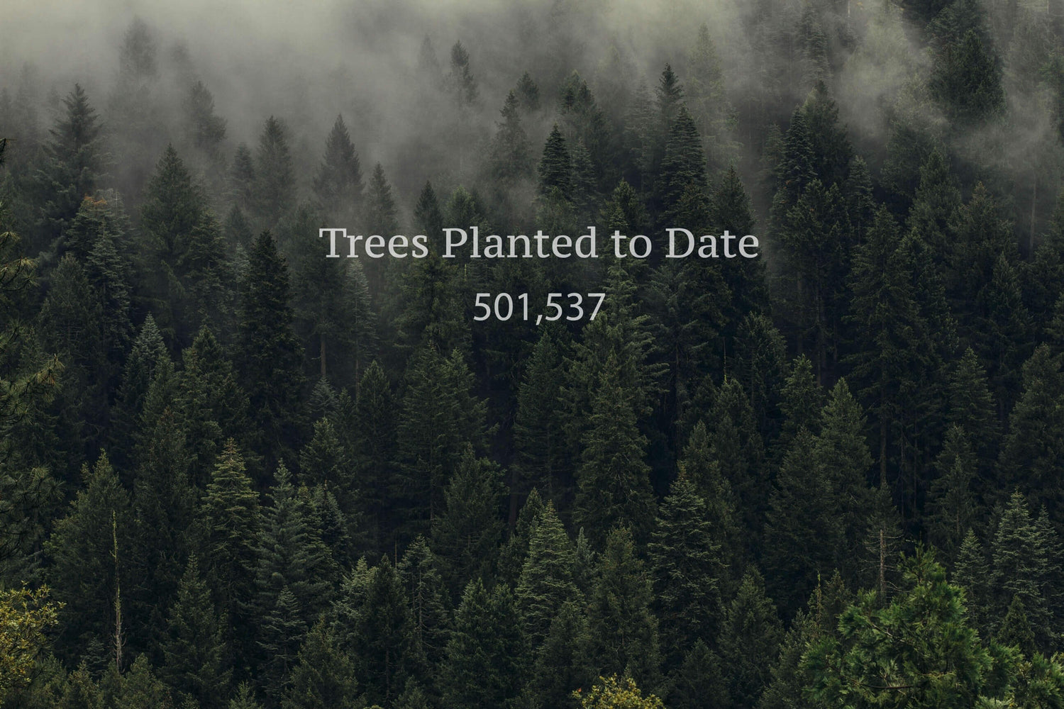 Reforestation project
